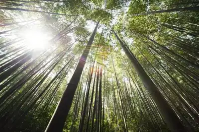 WWF partnership to help Anta progress ESG projects