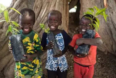 Four million trees for Oboz