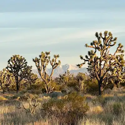Ortholite joins The Conservation Alliance