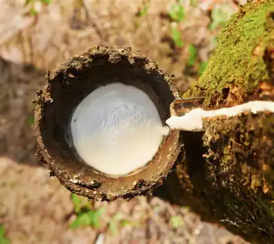 Yulex updates natural rubber material with added stretch