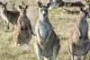 The kangaroo leather question