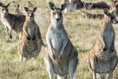 The kangaroo leather question